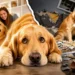 The Truth About Owning a Golden Retriever (No One Tells You This)
