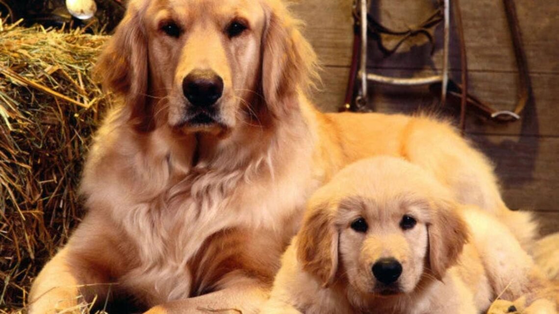 This Golden Retriever Changed One Family’s Life Forever