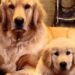 This Golden Retriever Changed One Family’s Life Forever
