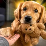 This Golden Retriever Did Something So Cute… You Won’t Believe It