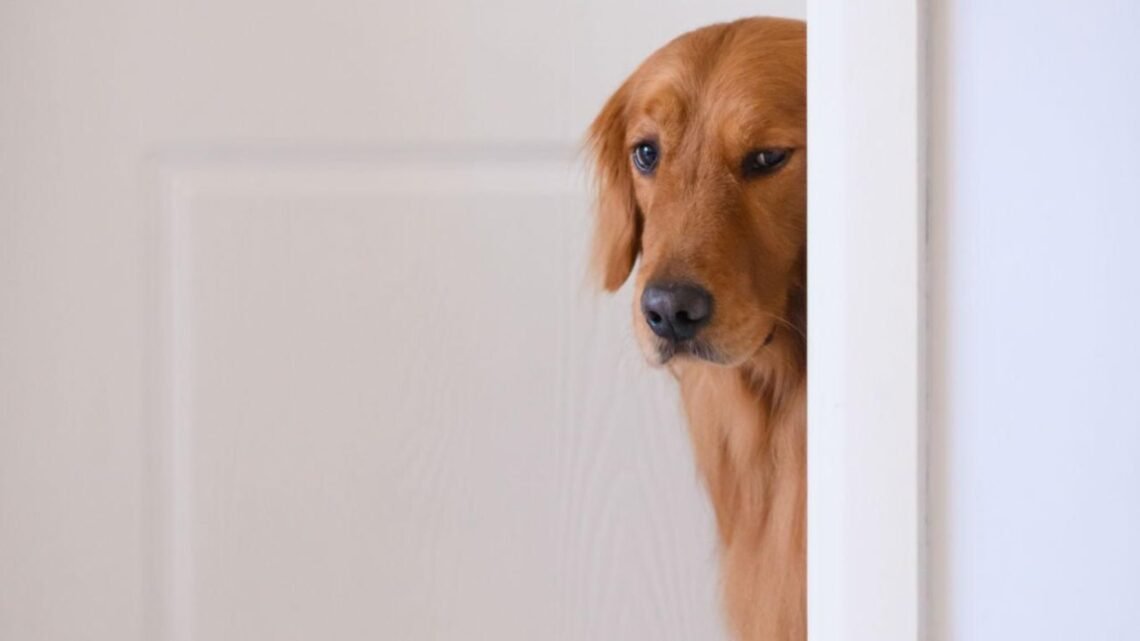 This Golden Retriever Opened the Door… What Happened Next Is Crazy