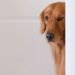 This Golden Retriever Opened the Door… What Happened Next Is Crazy