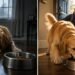This Golden Retriever Refused to Eat… Until This Happened