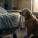 This Golden Retriever Refused to Leave… Here’s Why