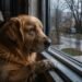 This Golden Retriever Sat by the Window Every Day… The Reason Will Break Your Heart