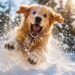 This Golden Retriever Saw Snow for the First Time… And Lost His Mind