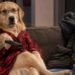 This Golden Retriever Thinks He’s a Human… And It’s Hilarious