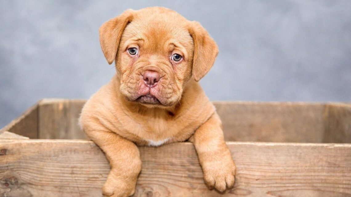 This Golden Retriever Video Has Millions of Views… Here’s Why