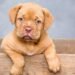 This Golden Retriever Video Has Millions of Views… Here’s Why