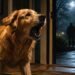 This Golden Retriever Wouldn’t Stop Barking… Then They Found Out Why
