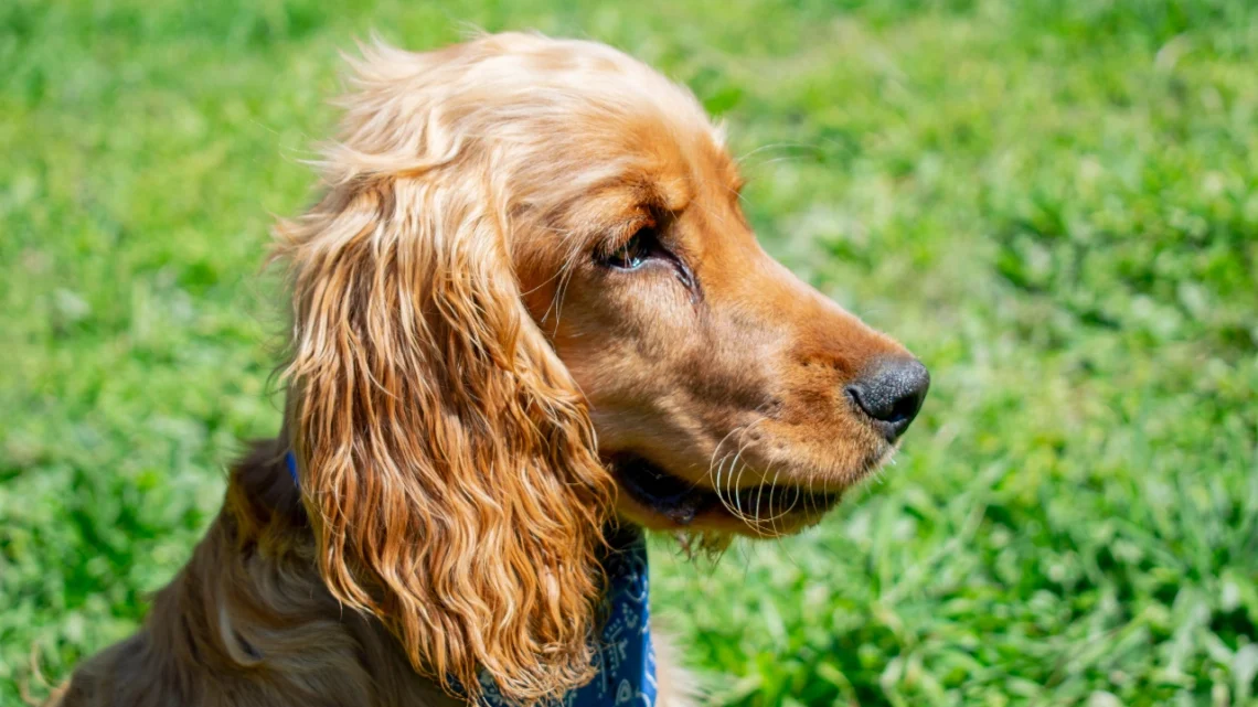 This Golden Retriever and Cocker Spaniel Mix Is Winning Hearts Everywhere
