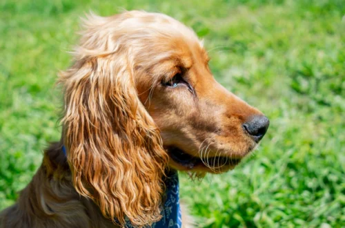 This Golden Retriever and Cocker Spaniel Mix Is Winning Hearts Everywhere