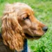 This Golden Retriever and Cocker Spaniel Mix Is Winning Hearts Everywhere