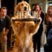 This Golden Retriever’s Secret Talent Is Blowing Minds
