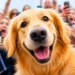This Golden Retriever’s Smile Is Breaking the Internet