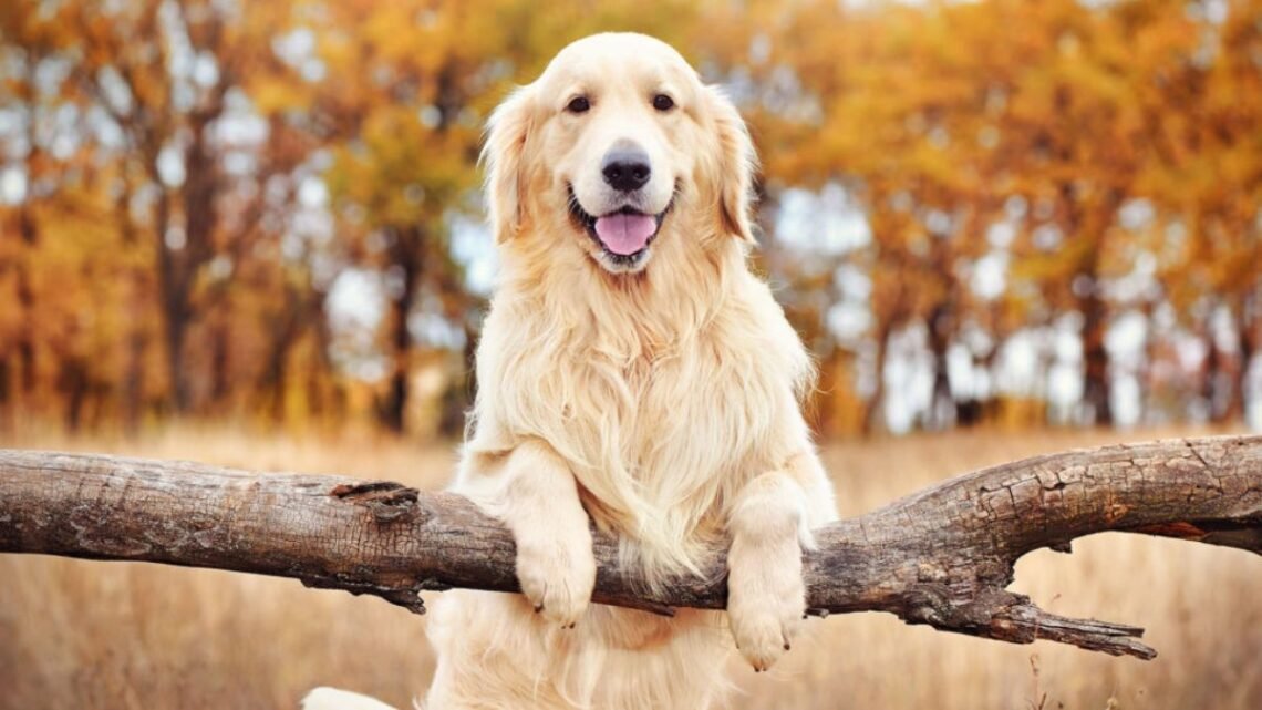 This Is How Much Time a Golden Retriever REALLY Needs