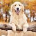 This Is How Much Time a Golden Retriever REALLY Needs