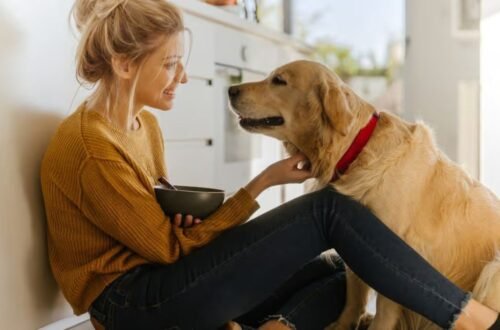 This One Trick Will Make Your Golden Retriever Happier Instantly