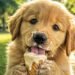 Watch This Golden Retriever Try Ice Cream for the First Time