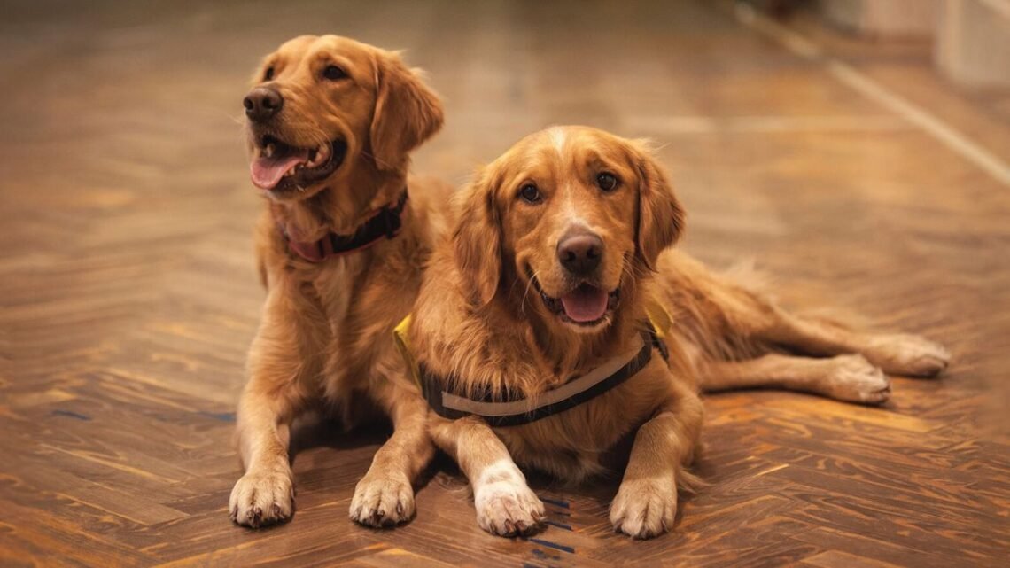 What Happens When You Leave a Golden Retriever Alone All Day