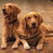 What Happens When You Leave a Golden Retriever Alone All Day