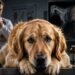 What Vets Don’t Tell You About Golden Retrievers