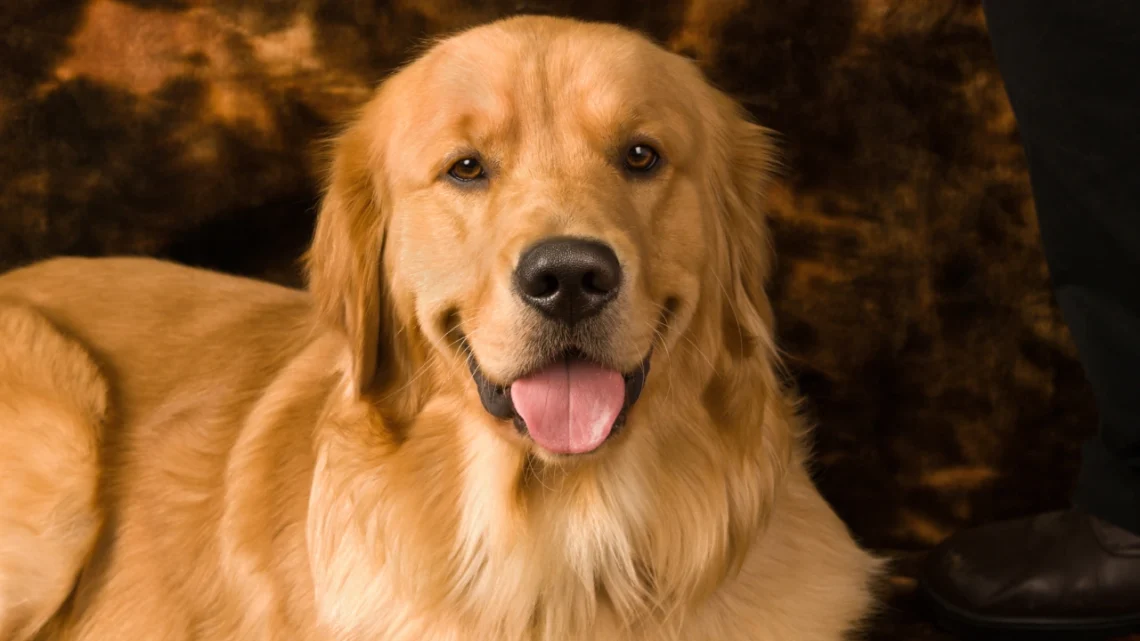 Why Everyone Wants a White Golden Retriever Puppy Right Now