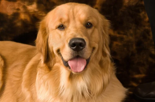 Why Everyone Wants a White Golden Retriever Puppy Right Now