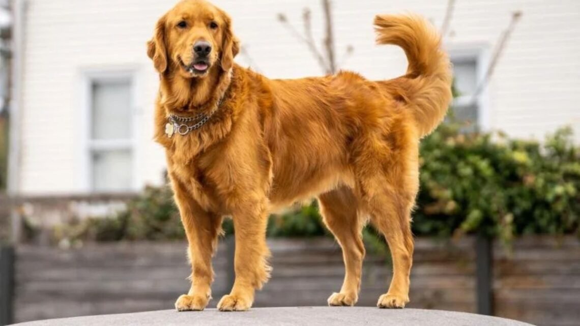 Why Golden Retrievers Are Suddenly Everywhere in 2026