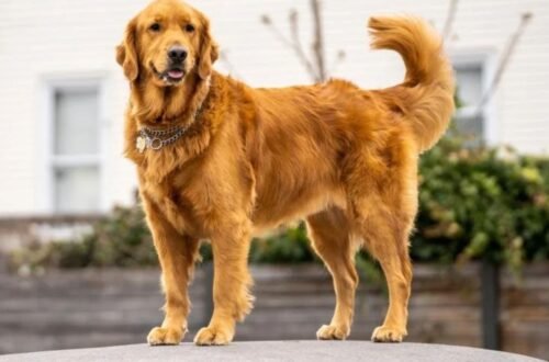 Why Golden Retrievers Are Suddenly Everywhere in 2026