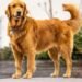 Why Golden Retrievers Are Suddenly Everywhere in 2026