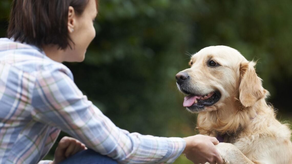 Why Golden Retrievers Love Their Humans So Much