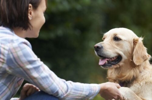 Why Golden Retrievers Love Their Humans So Much