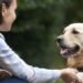 Why Golden Retrievers Love Their Humans So Much
