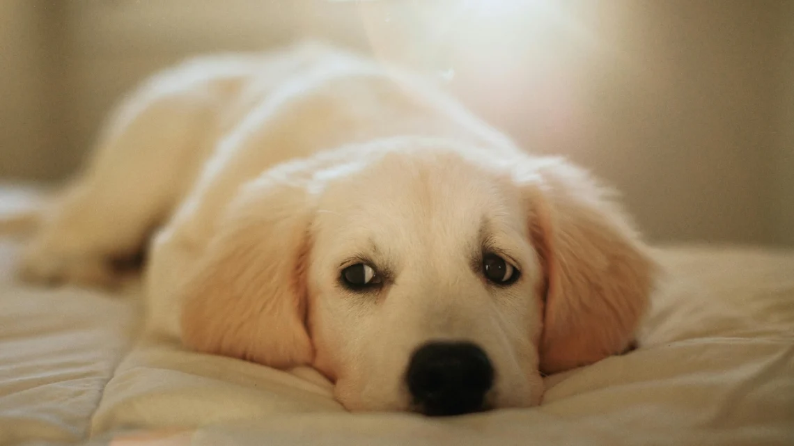 Why Puppy Red Golden Retriever Are Becoming Everyone’s Dream Family Dog
