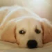 Why Puppy Red Golden Retriever Are Becoming Everyone’s Dream Family Dog