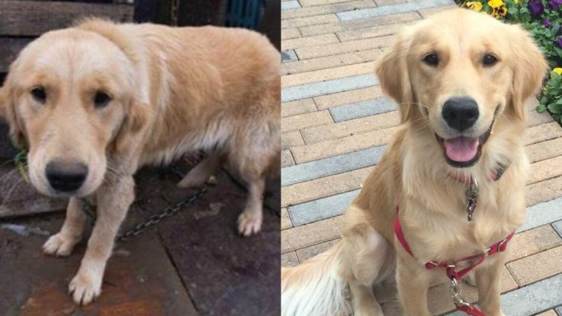 You Won’t Believe Where This Golden Retriever Went Alone
