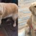 You Won’t Believe Where This Golden Retriever Went Alone