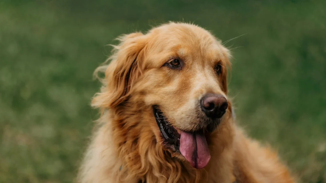 You’ll Fall in Love With This King Charles Golden Retriever Mix Instantly