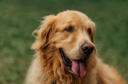 You’ll Fall in Love With This King Charles Golden Retriever Mix Instantly