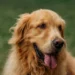 You’ll Fall in Love With This King Charles Golden Retriever Mix Instantly
